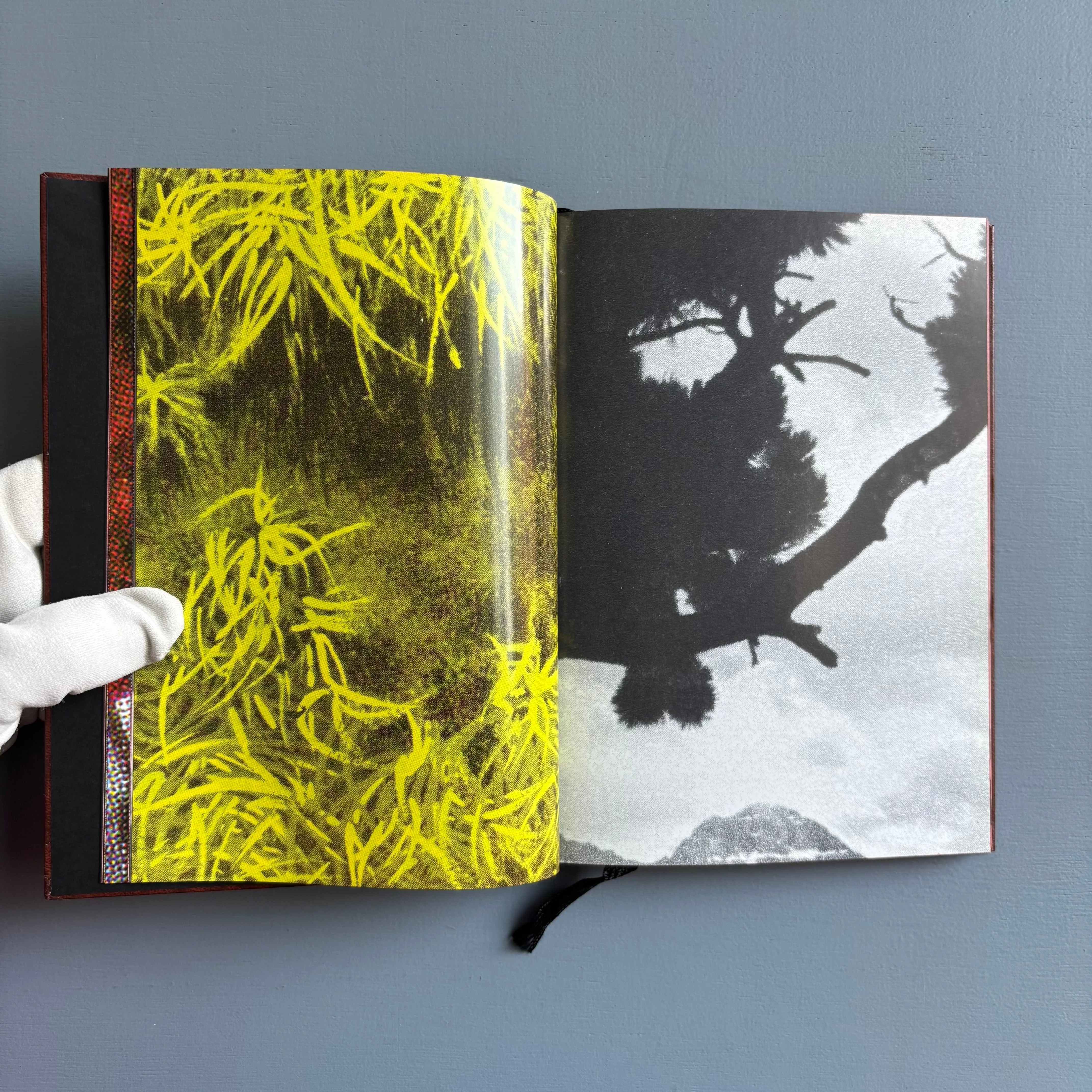Paul Morrison - Black Medick - Imschoot 2004 - Image 5